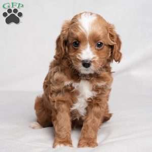 Zack, Cavapoo Puppy